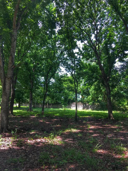公園内の緑の木の垂直ショット — ストック写真