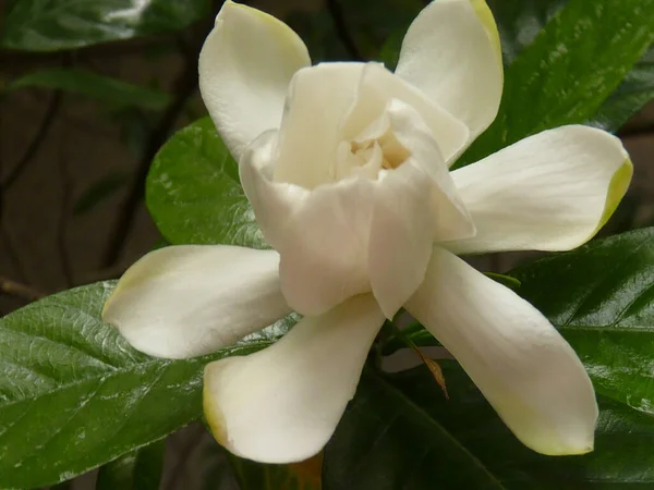 Egy Sekély Fókusz Közelkép Egy Fehér Gardenia Virág Kertben — Stock Fotó
