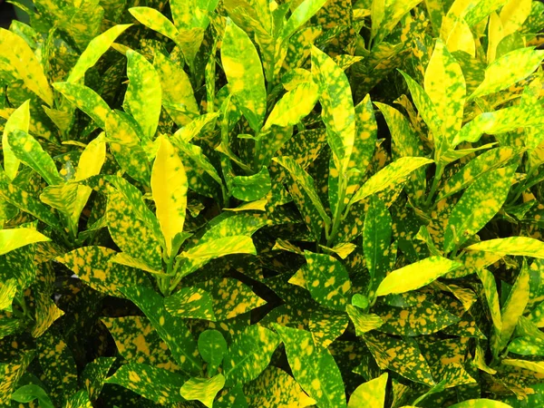 Close Plantas Com Folhas Verdes Amarelas Sob Luz Sol — Fotografia de Stock