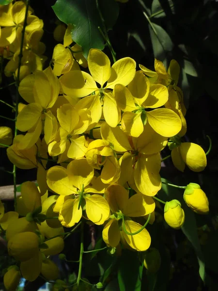 Egy Függőleges Clsoeup Shot Virágok Egy Golden Shower Tree — Stock Fotó