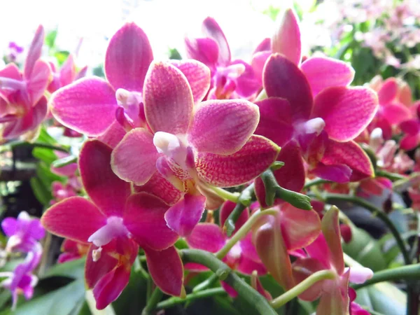 Closeup Shot Bunch Beautiful Pink Orchids — Stock Photo, Image