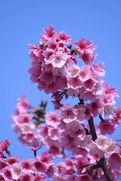 Primer Plano Vertical Enfoque Superficial Flores Sakura Flor Cerezo Rosa — Foto de Stock