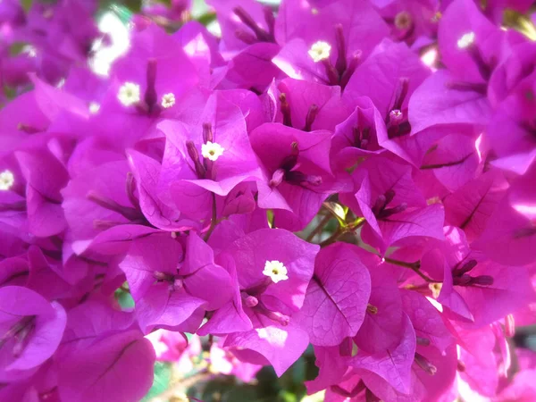 Вибірковий Фокус Зображення Рожевих Квітів Бугенвільї Цвітуть Саду — стокове фото