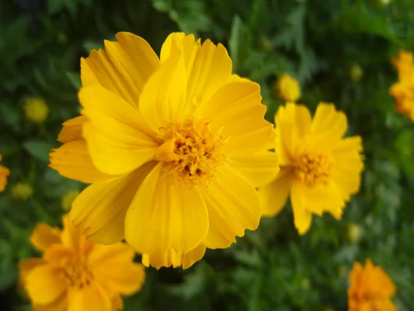 Makró Felvétel Egy Sárga Kozmosz Virágról Kertben — Stock Fotó