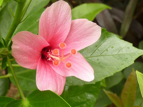 Close Uma Flor Rosa Tina Hibiscus Minúsculo Florescendo Jardim — Fotografia de Stock