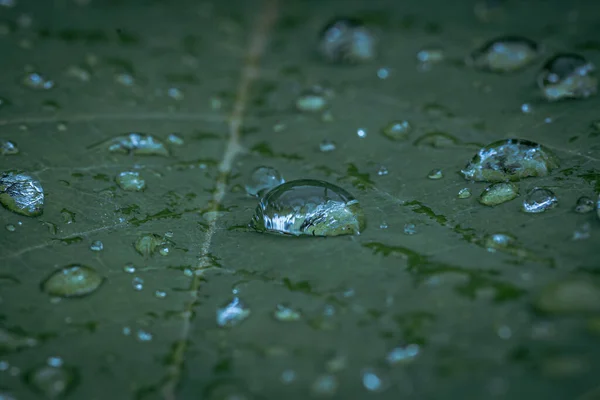 Μια Επιλεκτική Λήψη Dewdrops Μια Πράσινη Υφή Φύλλου — Φωτογραφία Αρχείου