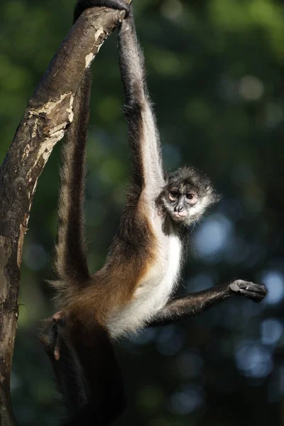 Вертикальний Вибірковий Фокус Мавпи Павука Висить Гілці — стокове фото