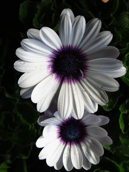 โฟก นแนวต ภาพถ ายใกล ดของดอกไม Osteospermom ขาวและส วงในสวน — ภาพถ่ายสต็อก