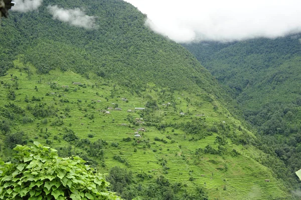 Nepal Gizemli Canlı Ormanlarının Büyüleyici Bir Görüntüsü — Stok fotoğraf