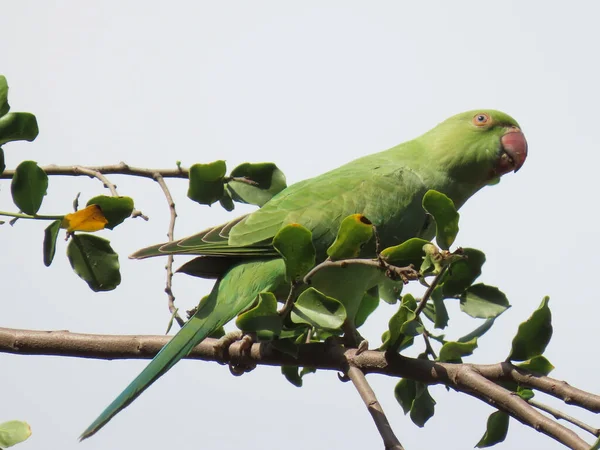 Low Angle Shot Beautiful Green Parrot Sitting Branch — Stock Photo, Image