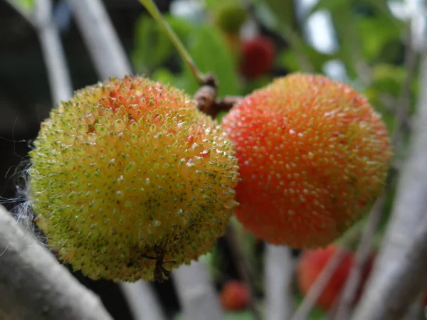 Closeup Shot Blooming Chinese Bayberry — стоковое фото