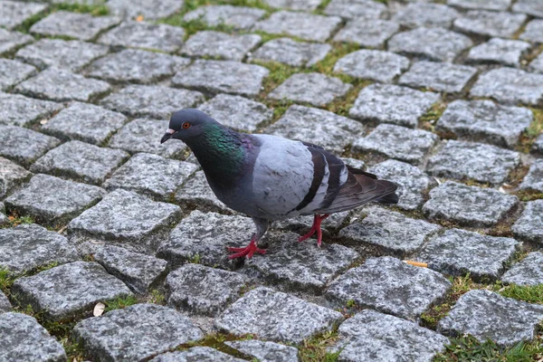 Tiro Close Pombo Colorido Andando Chão Pedra — Fotografia de Stock