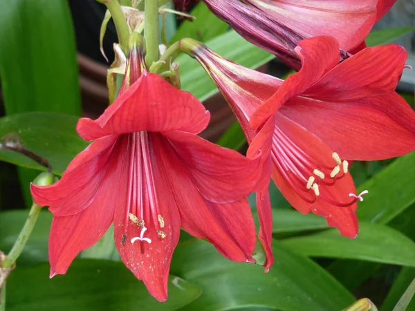 Closeup Shot Red Amaryllis Flowers Garden — Stock Photo, Image