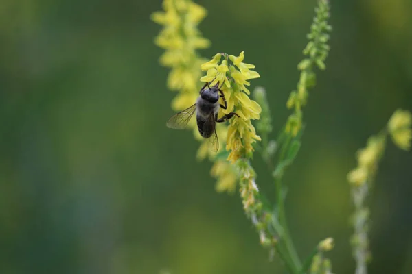 Gros Plan Insectes Ailés Sur Des Plantes Vertes Avec Fond — Photo