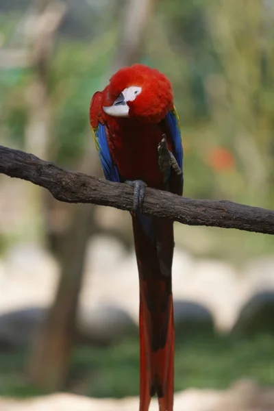 Vertikální Selektivní Snímek Krásného Šarlatového Papouška Sedícího Větvi — Stock fotografie