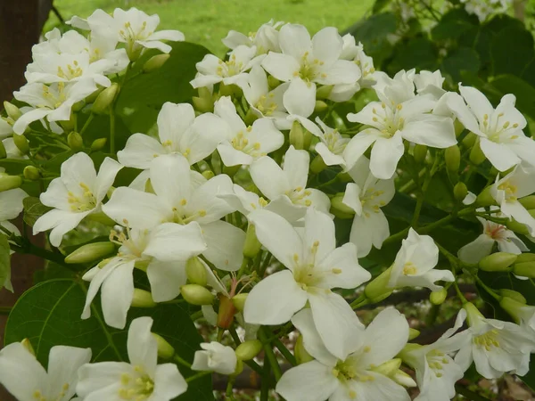 Close Gardenias Bonitos Sob Luz Sol — Fotografia de Stock