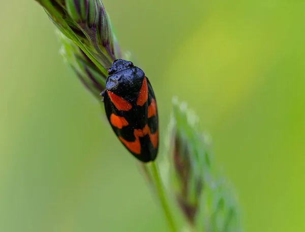 Una Macro Toma Una Rana Una Planta — Foto de Stock