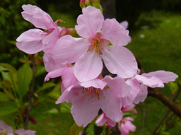 庭の美しい桜の魅力的な景色 — ストック写真