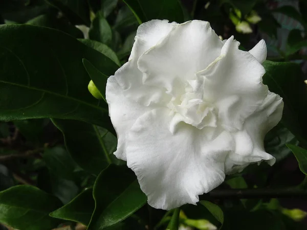 Zbliżenie Ujęcie Białego Tabernaemontana Kwiatu — Zdjęcie stockowe
