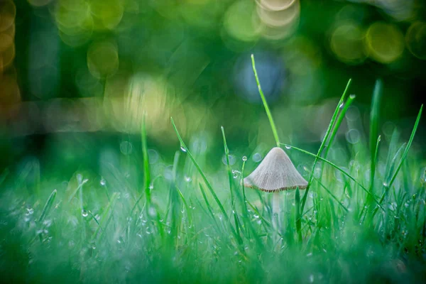 Selective Focus Shot Mushroom Growing Grass Captured Opole Poland — Stock Photo, Image
