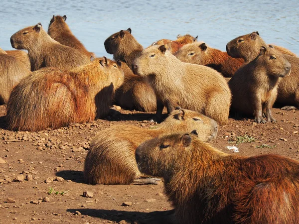 Gruppo Capibara Che Gironzolano Lago Giorno — Foto Stock