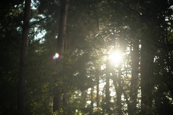 Reluciente Atardecer Brillando Través Los Árboles Bosque — Foto de Stock