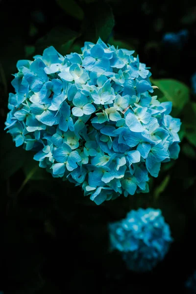 Hortensiya Çiçeğinin Çiğ Taneli Dikey Yakın Çekimi — Stok fotoğraf
