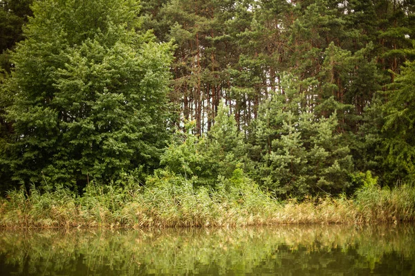 Jezioro Otoczone Pięknymi Drzewami Lesie — Zdjęcie stockowe