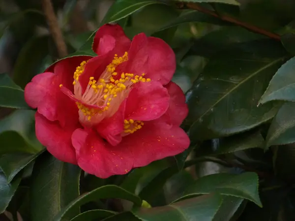 Tiro Foco Raso Uma Vibrante Flor Camélia Japonesa Fundo Embaçado — Fotografia de Stock