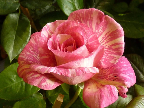 Eine Nahaufnahme Einer Schönen Blühenden Rosa Und Weißen Rose Die — Stockfoto