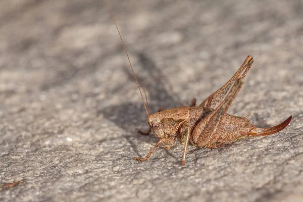 Makroaufnahme Einer Gelben Heuschrecke Auf Einem Felsen — Stockfoto