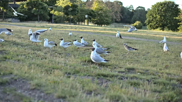 Белый Larus Relictus Чайки Зеленой Траве Парке Дневное Время — стоковое фото