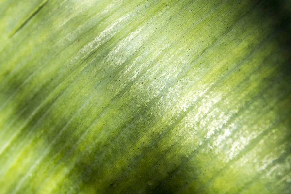 Primo Piano Una Foglia Aspidistra — Foto Stock