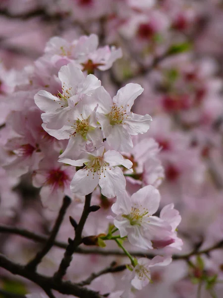 Closeup Shot Cute Cherry Blossoms Sunlight — Stock Photo, Image