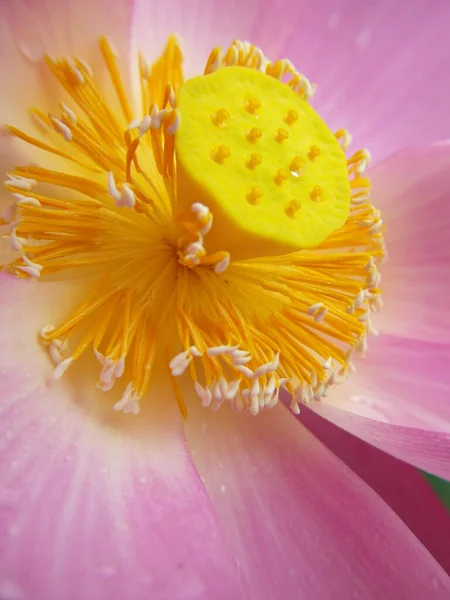 Pionowe Ujęcie Różowego Kwiatu Lotosu Żółtym Pistilem — Zdjęcie stockowe