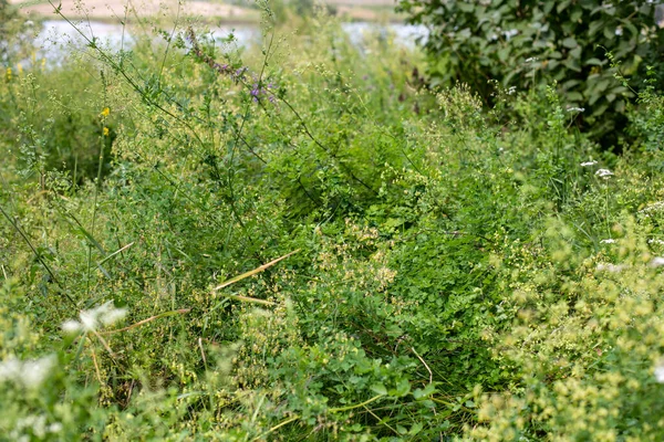 Das Wachsende Gras Auf Dem Boden Gut Für Tapeten — Stockfoto