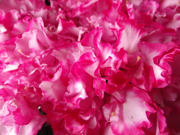 Closeup Shot Pink Carnations — Stock Photo, Image