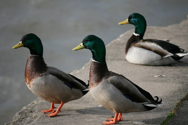 Patos Reais Uma Superfície Pedra Pelo Rio — Fotografia de Stock