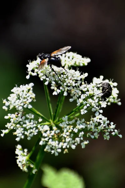 Een Verticaal Shot Van Een Honingbij Witte Bloem Een Wazige — Stockfoto