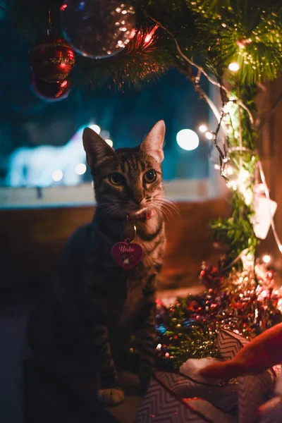 Colpo Verticale Gatto Strisce Vicino Alle Decorazioni Natalizie — Foto Stock