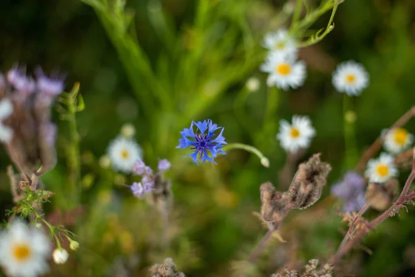 Flor Azul Bellamente Florecida Campo —  Fotos de Stock