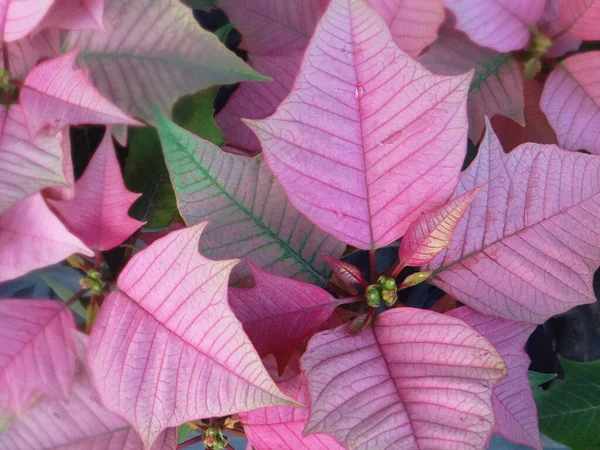 Tiro Close Poinsettias — Fotografia de Stock