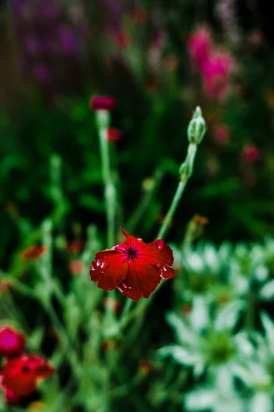 Eine Vertikale Nahaufnahme Von Wilden Mohnblumen — Stockfoto