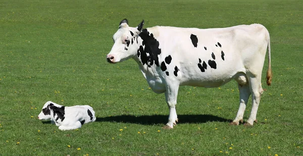 Beau Cliché Vache Laitière Noire Blanche Dans Champ — Photo