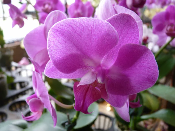 Primer Plano Flores Rosadas Florecientes Orquídea Vegetación — Foto de Stock