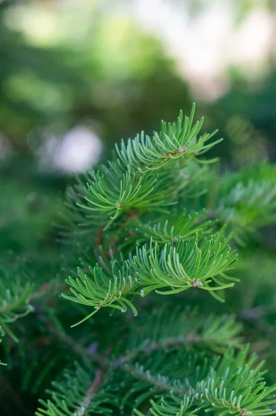 背景がぼやけている松の木の葉の垂直ショット — ストック写真