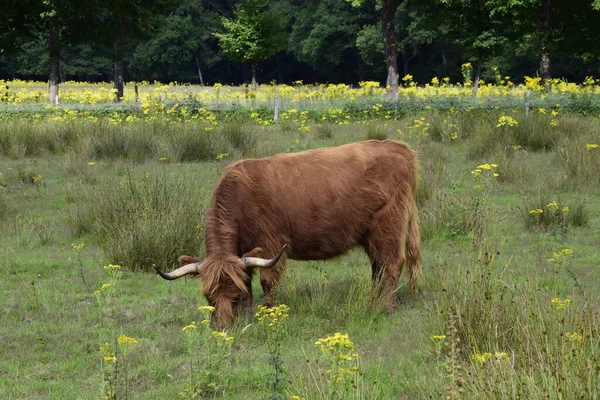 Toro Marrón Pastando Los Campos Verdes —  Fotos de Stock