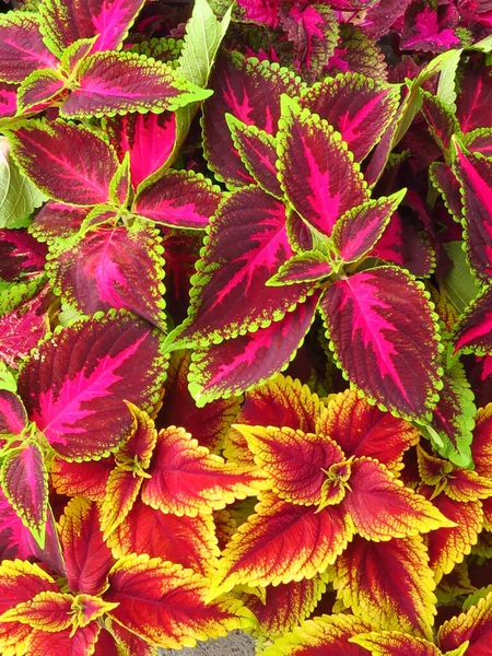 Een Verticaal Schot Van Heldere Kleurrijke Coleus Bladeren — Stockfoto