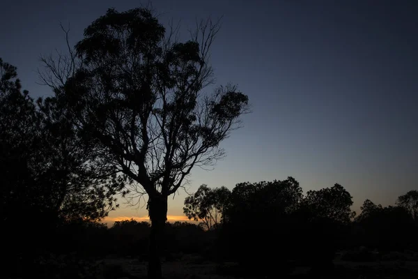 Nízký Úhel Mezi Stromy Oblohou Při Západu Slunce — Stock fotografie