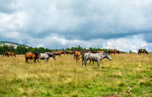 Paysage Groupe Chevaux Broutant Dans Champ Par Une Journée Nuageuse — Photo